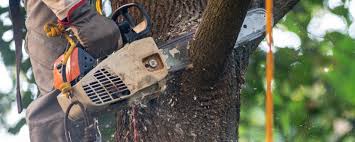 How Our Tree Care Process Works  in  Pulaski, NY